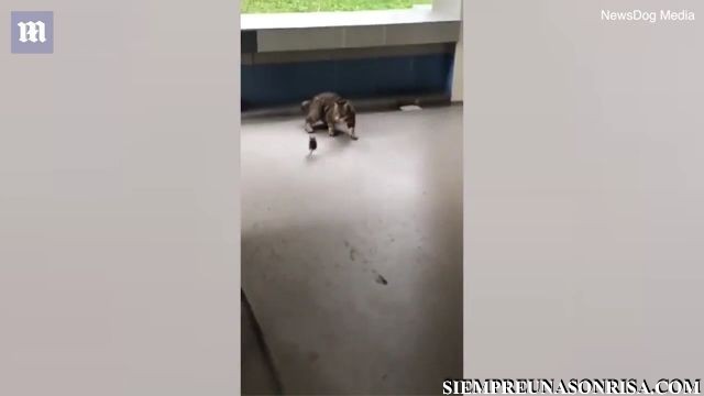 Lucha entre un roedor y un felino el nuevo viral
