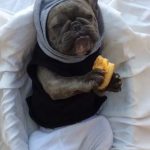 Perro come como un humano