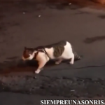videos,gatos,perros,divertidos,impresionantes,mascotas