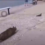 gatos,gif,cazando,palomas,gif animado