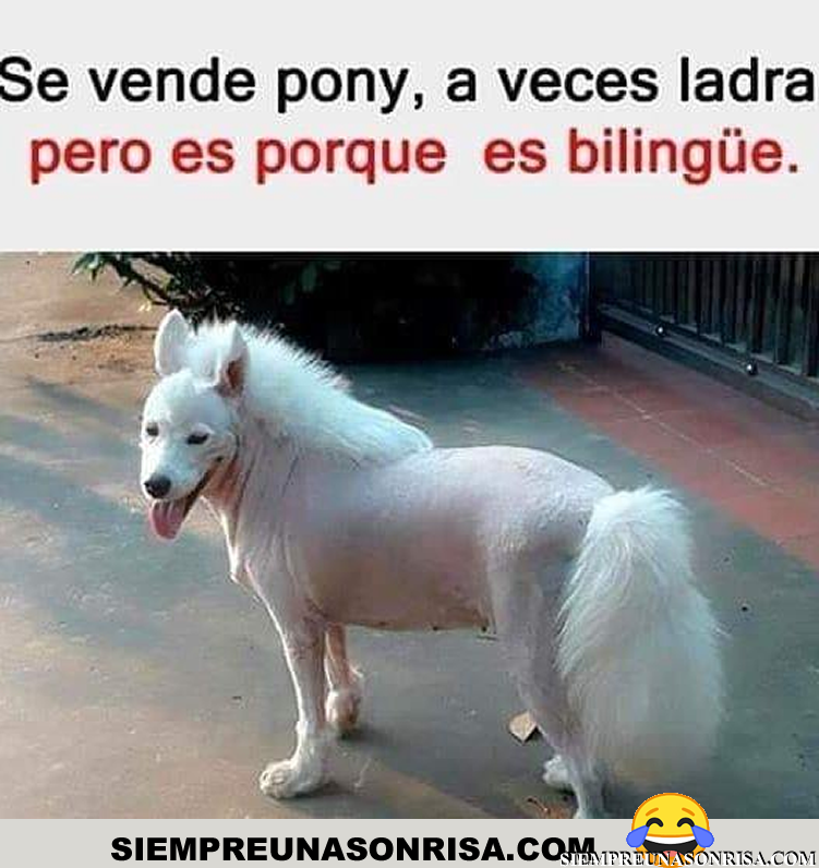 fotos, Se vende Pony, comprar un poni,perros,mascotas