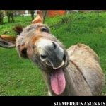 EL BURRO LLAMADO CULO