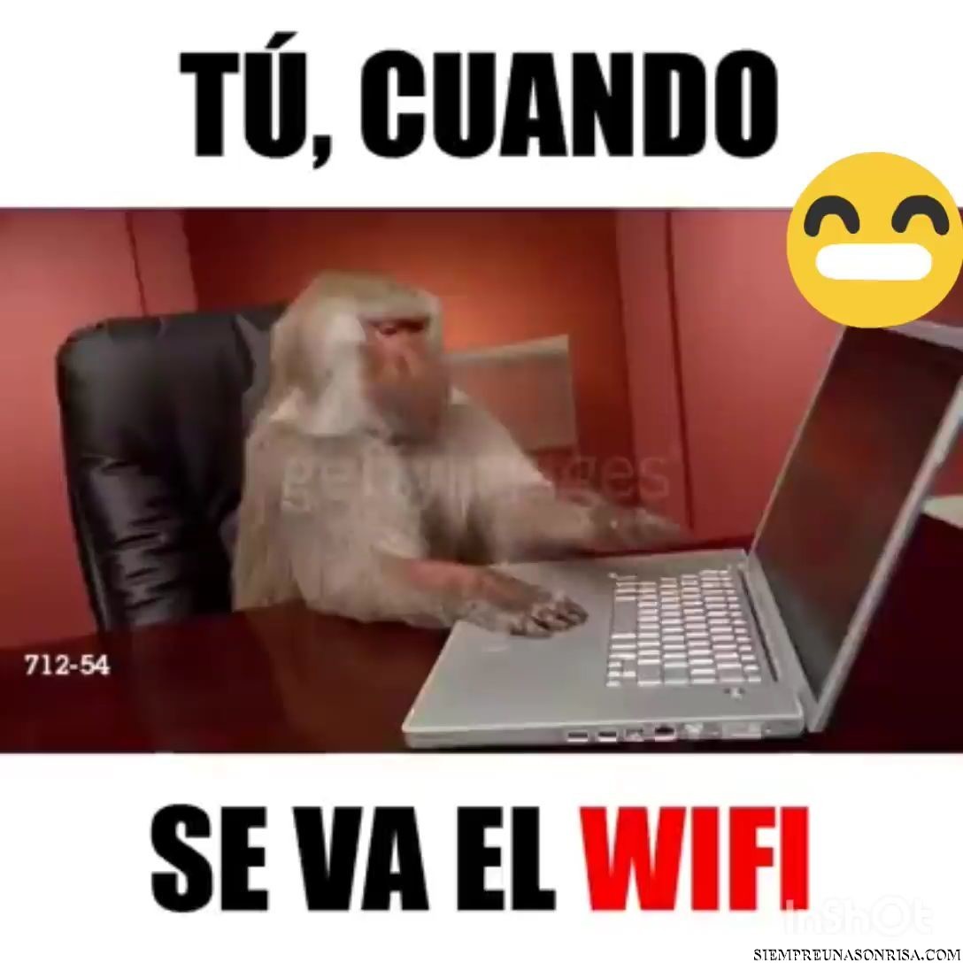 wifi roto,wifi,casa,monos,humor,videos