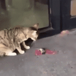 ratones,gatos,gifs,humor,graciosos,divertido