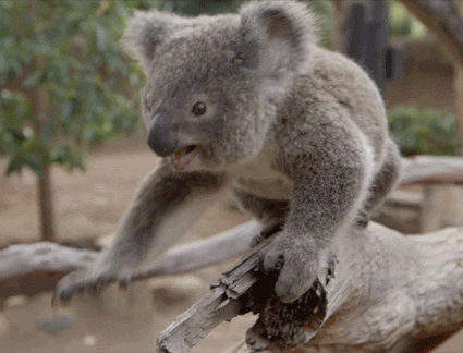 koala gif