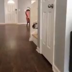 perros chistosos,videos de perrosgraciosos,miradas