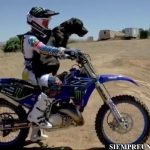 perros montados en motos,motocross,videos,mascotas miniatura