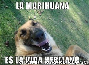 perros,marihuana,humor,fotos,imagenes,humor marihuanero