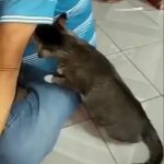 videos,perros,gatos,graciosos,mascotas,divertidas,risas