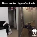 videos divertidos perros y gatos miniatura