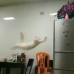 Yo cuando me decido y tomo decisiones... - - miniatura