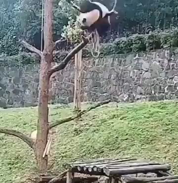 Son los pandas los más torpes en el reino animal miniatura