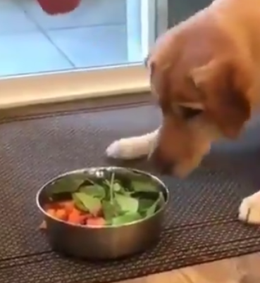 perros comiendo verduras graciosos