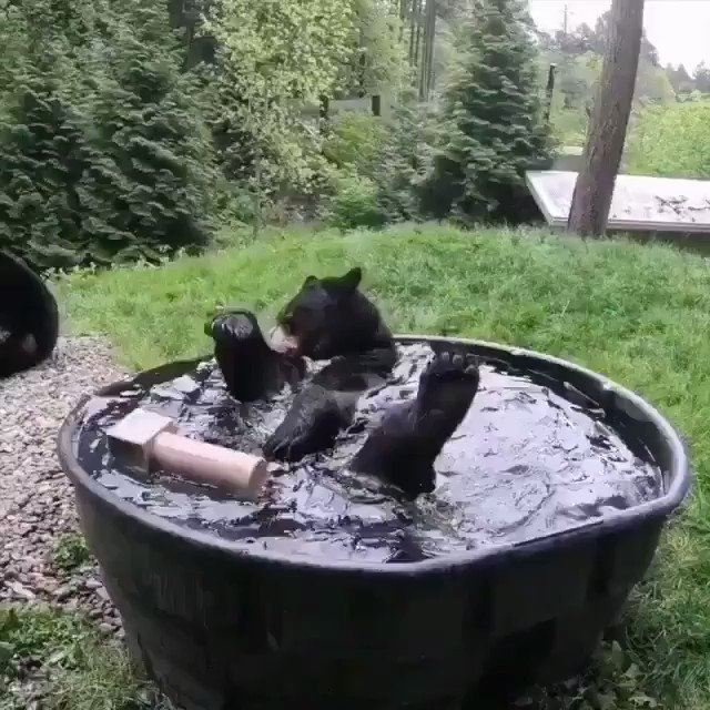 osos, videos de osos, osos bañandose