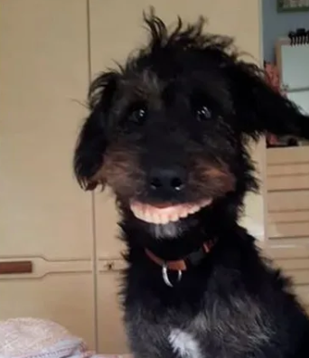 Perro roba la dentadura de la dueña, El video mas viral del mundo