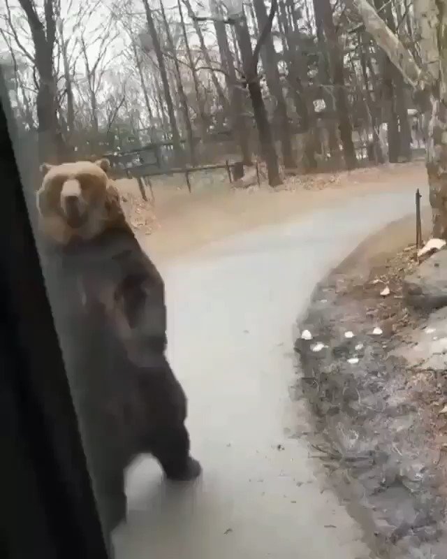 videos de osos, osos, paseando, orondo, graciosos, simpaticos