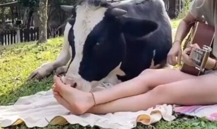 videos de cariños vacas animales humanos amor