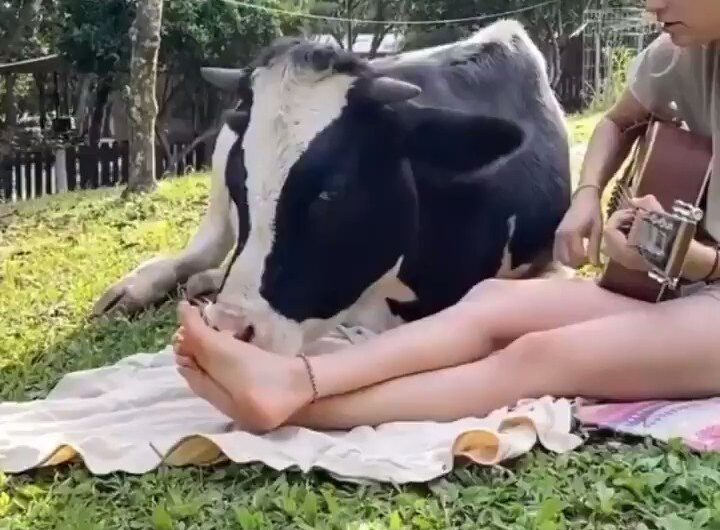 El cariño de las vacas con los humanos en un video