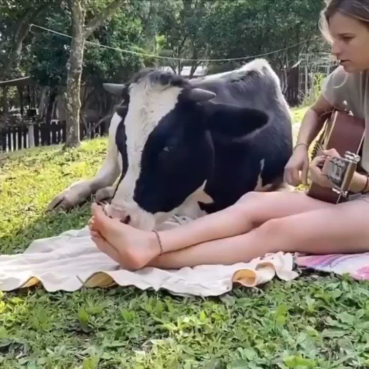 videos de cariños vacas animales humanos amor