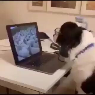 Un perro pastor en teletrabajo