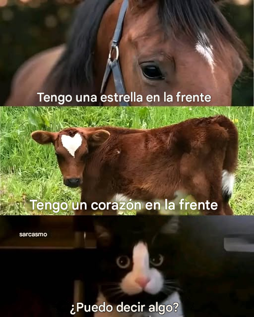 memes,humor,gratis,gatos,animales