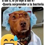 memes,humor,gratis,gatos,animales