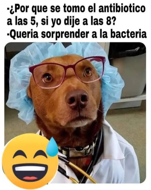 memes,humor,gratis,gatos,animales