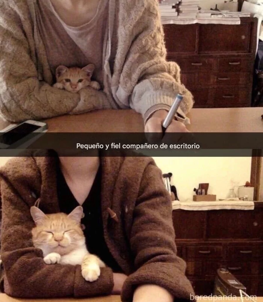 memes,humor,gratis,gatos,animales