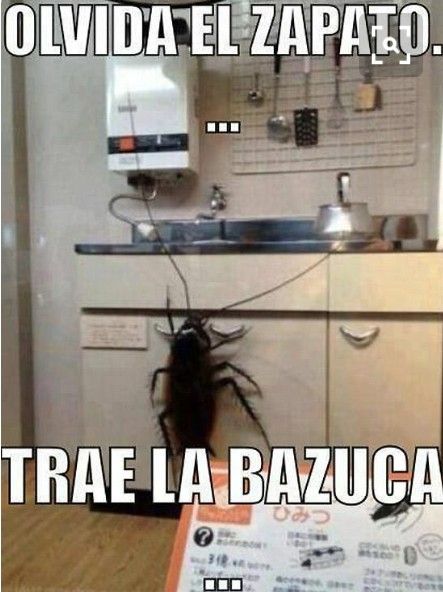 Humor mil en fotos y memes divertidos