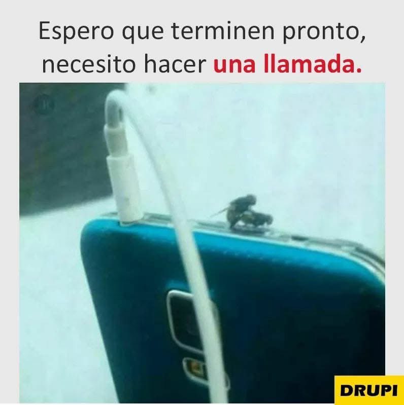 humor moscas, memes graciosos y divertidos