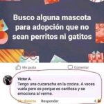 preguntas graciosas, fotos preguntas divertidas, mascotas